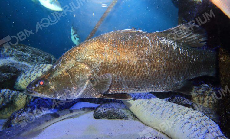 アカメ - 生きもの図鑑 鳥羽水族館